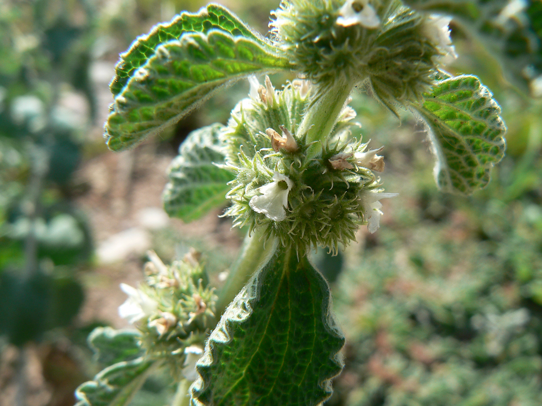 فراسیون سفید